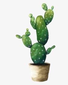 #cactus #cactus🌵 #plant #cactuslover #watercolor #green, HD Png Download, Transparent PNG