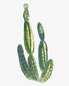 Collection Of Free Cactus Transparent Water Paint Download, HD Png Download, Transparent PNG