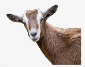 Clip Art Goat Photos, HD Png Download, Transparent PNG