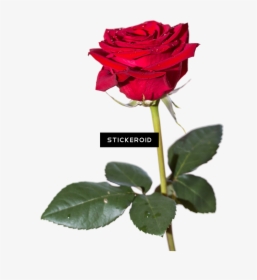 Red Rose Hd Flowers, HD Png Download, Transparent PNG