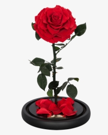 La Rose Single Red, HD Png Download, Transparent PNG