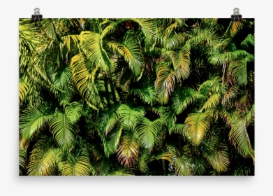 Palmas Mockup Transparent Transparent, HD Png Download, Transparent PNG