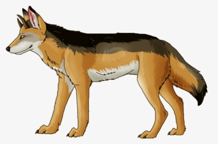 Jackal, Coyote Png, Download Png Image With Transparent, Png Download, Transparent PNG
