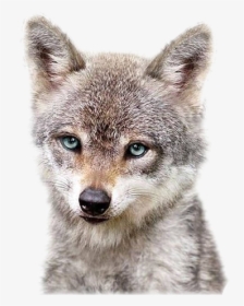 #cuteanimals #wolfs #freetoedit #freetoedit, HD Png Download, Transparent PNG