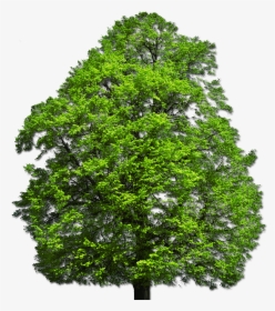 Png Vector Top Tree, Transparent Png, Transparent PNG