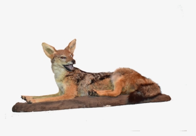 Jackal Png, Transparent Png, Transparent PNG