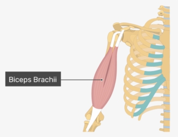 An Image Showing The Biceps Brachii Muscle Alone, HD Png Download, Transparent PNG