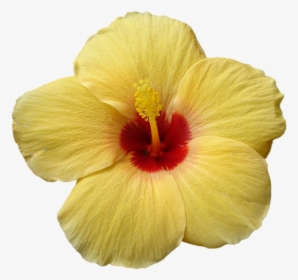 Yellow Hibiscus Png, Transparent Png, Transparent PNG