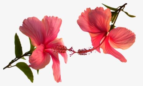 Hibiscus Plant Png, Transparent Png, Transparent PNG