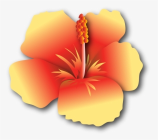 Hibiscus Yr $500, HD Png Download, Transparent PNG