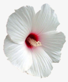 Flower Shoeblackplant Mallows Clip, HD Png Download, Transparent PNG