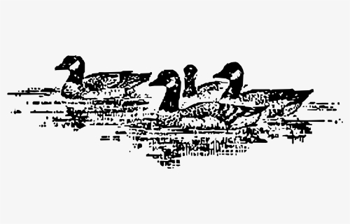 Aleutian Geese Swimming, HD Png Download, Transparent PNG