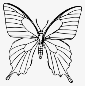 Transparent Butterfly Clipart Png Black And White, Png Download, Transparent PNG