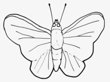 Free Butterfly, HD Png Download, Transparent PNG