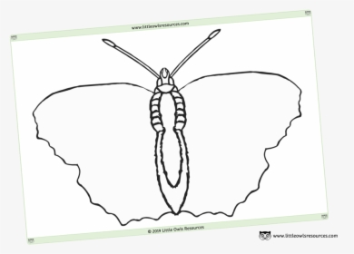 Blank Butterfly Template Sheet, HD Png Download, Transparent PNG