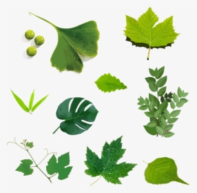 Hand Drawn Illustration, Green Leaf, Plant Vector, HD Png Download, Transparent PNG