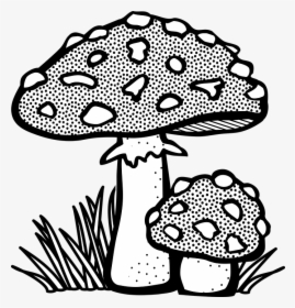 Plant Vector Png, Transparent Png, Transparent PNG