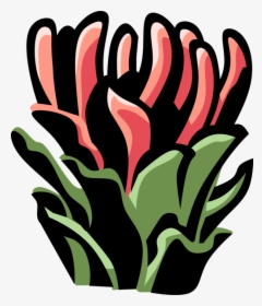 Vector Illustration Of Protea Botanical Horticulture, HD Png Download, Transparent PNG