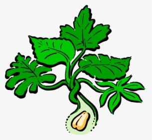 Vector Illustration Of Peanut Plant, HD Png Download, Transparent PNG