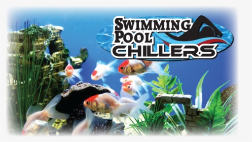 Swimming Transparent Aquarium, HD Png Download, Transparent PNG