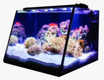 Lifegard Aquatics Full View Aquarium Reef, HD Png Download, Transparent PNG