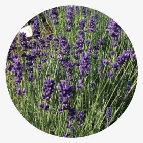 Transparent Lavender Plant Png, Png Download, Transparent PNG