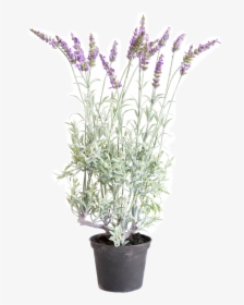 Lavender Plant Png, Transparent Png, Transparent PNG