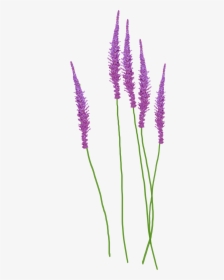 Lavender Plant Png, Transparent Png, Transparent PNG