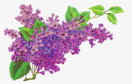 Common Lilac Flower Purple Lavender, HD Png Download, Transparent PNG