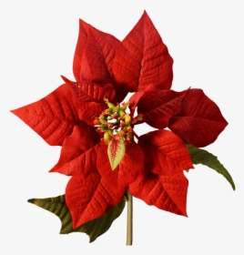 Poinsettia Flower Christmas Cutting Joulukukka, HD Png Download, Transparent PNG