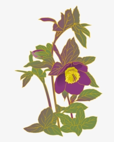 Christmas Rose Hellebore Purple Flowers Free Photo, HD Png Download, Transparent PNG