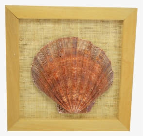 Framed Seashell -lion S Paw, HD Png Download, Transparent PNG