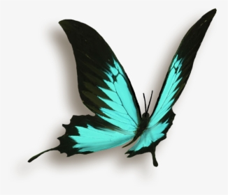 Borboleta Png, Transparent Png, Transparent PNG