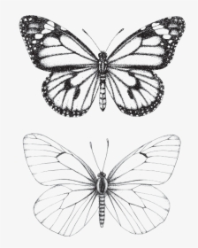 Butterfly Love Borboletas, HD Png Download, Transparent PNG