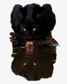 #water #reflection #panther #black #petsandanimals, HD Png Download, Transparent PNG
