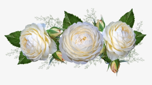 Flowers, Roses, White, Garden, Nature, HD Png Download, Transparent PNG