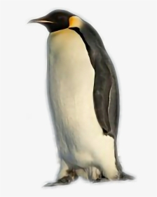 #penguin, HD Png Download, Transparent PNG