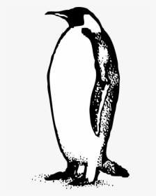 Emperor Penguin Bird Free Photo, HD Png Download, Transparent PNG