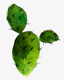 Cactaceae Barbary Fig Nopal, HD Png Download, Transparent PNG