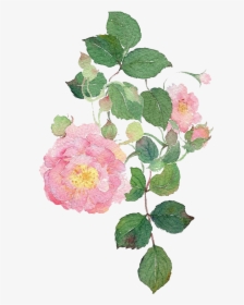 Garden Roses Watercolour Flowers Dog-rose Watercolor, HD Png Download, Transparent PNG
