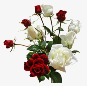 Ramo, Rosas, Flores, Rosas Rojas Y Blancas, HD Png Download, Transparent PNG