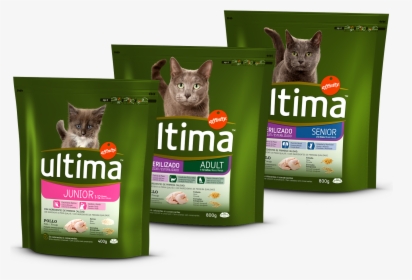 Gatos Png, Transparent Png, Transparent PNG