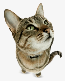 Gatos Png, Transparent Png, Transparent PNG
