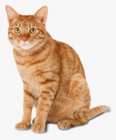 Gatos Png, Transparent Png, Transparent PNG