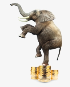 Elephant Standing On A Pile Of Coins, HD Png Download, Transparent PNG