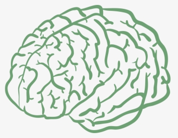 Cartoon Brain Drawing, HD Png Download, Transparent PNG