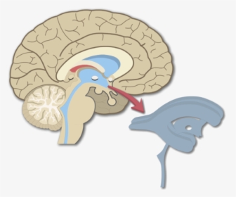 An Image Showing The Brain Ventricles In Midsagittal, HD Png Download, Transparent PNG