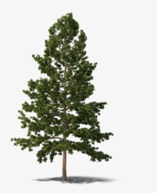 Pine Fir Spruce Png, Transparent Png, Transparent PNG