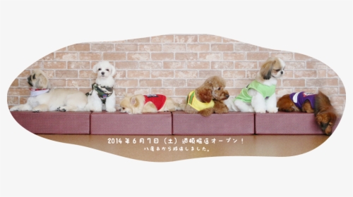 Img 5379 - Dog Cafe Osaka, HD Png Download, Transparent PNG