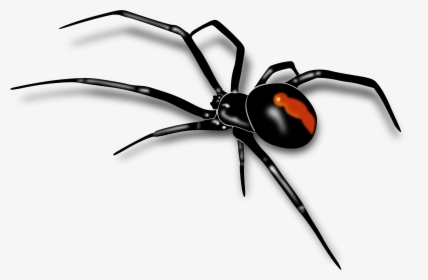 Download Spider Png - Black Widow Spider Png, Transparent Png, Transparent PNG